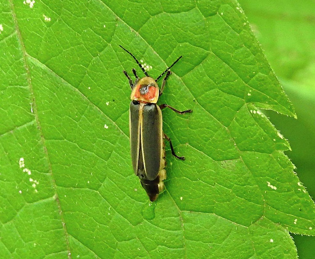 Luciérnaga posada sobre una hoja verde